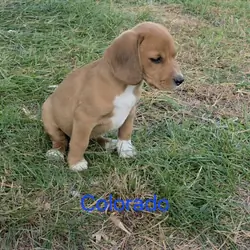 Chocolate Beagle Male- Colorado
