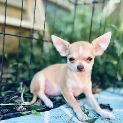 Bitsy 3-3.5 pounds grown AKC female chihuahua
