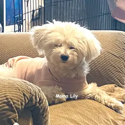 Beautiful Maltese Puppies  $500