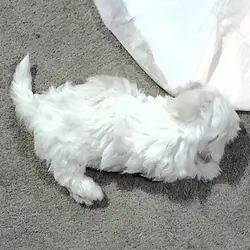Beautiful Maltese Puppies  $500