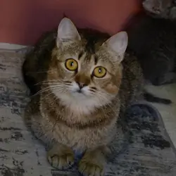 kittens