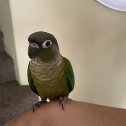 Green Conure