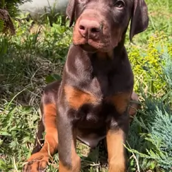 For adoption