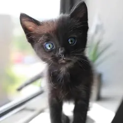 Kitten Black very adorable