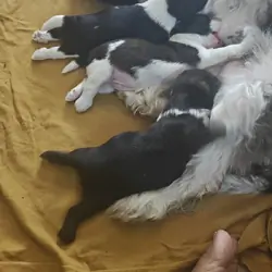 Shih Tzu puppies for sell