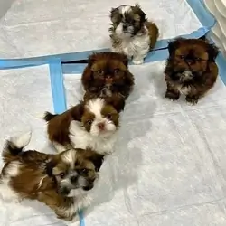 Puppy