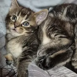 Half maine coon kittens