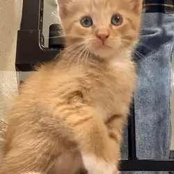 Kittens