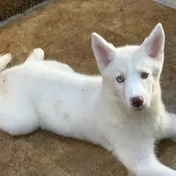 Siberian husky