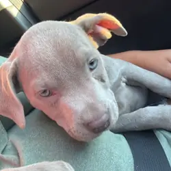 Pit puppy