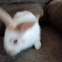 Baby bunnies born 8/27/26
