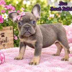 Gina Female AKC French Bulldog