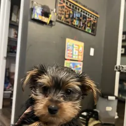 Yorkies in Georgia - 3 Left