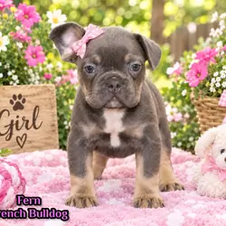 Fern Female AKC French Bulldog