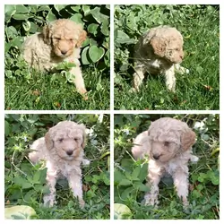 Moyen Poodle Puppies
