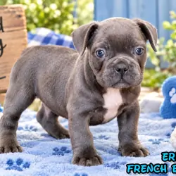 Eric Male AKC French Bulldog