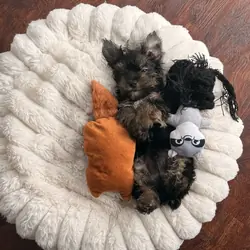 Tiny Yorkie Male