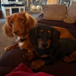 Dachshunds