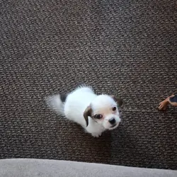 Chihuahua Mix Shih Tzu Boy