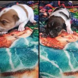 Rat Terrier Puppies