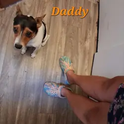 Rat Terrier Puppies