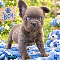 Duke Male Fluffy AKC French Bulldog