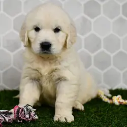 Golden Retriever puppy