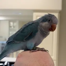 Blue Quaker Parrot