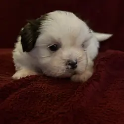 Shih Tzu Puppies looking for a loving home