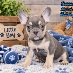 Bobbie Male AKC French Bulldog