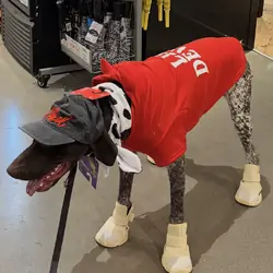 Drake – German Shorthaired Pointed