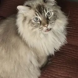 Lynx Pt Himalayan Female Adult Cat