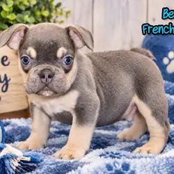 Benny Male AKC French Bulldog
