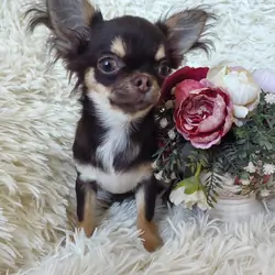 Chihuahua Puppy