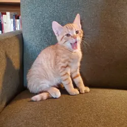 Free male kitten