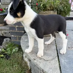 Border collie puppy available for new homes