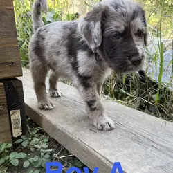 Aussiedoodle mix puppies