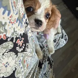 Cavalier king charles