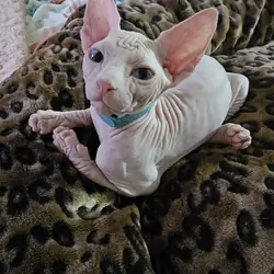 Sphynx gem eyed