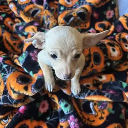 Chihuahua Puppies