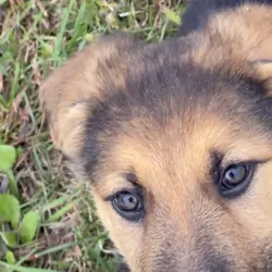German Shepherd Puppies Purebred