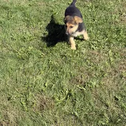 German Shepherd Puppies Purebred