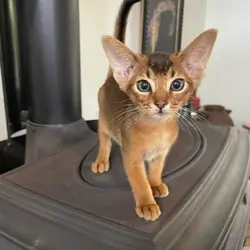 Abyssinian kittens