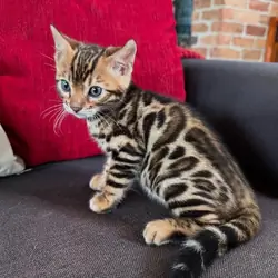 Male And Female Bengal Kitten