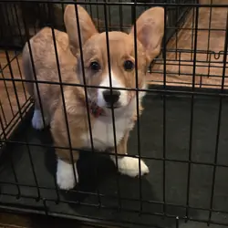 4 month old Corgi