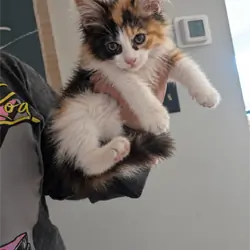 Maine coons