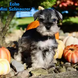 Echo Male AKC Mini Schnauzer