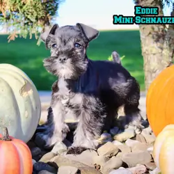 Eddie Male AKC Mini Schnauzer
