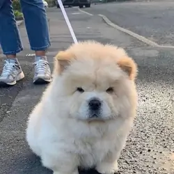Chow  chow Puppies