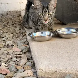 Abandoned Tabby male kitten